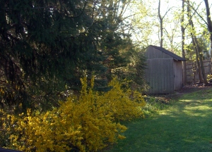 backyard shed
